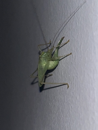 Oak Bush-cricket