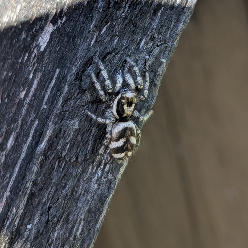 Zebra Jumping Spider