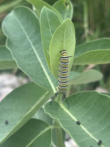 Monarch