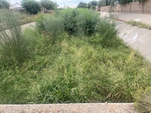 Johnson grass