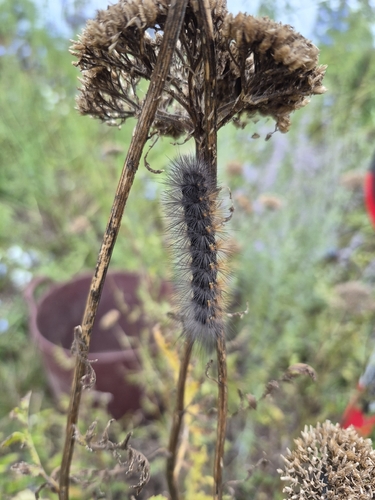 Salt Marsh Moth