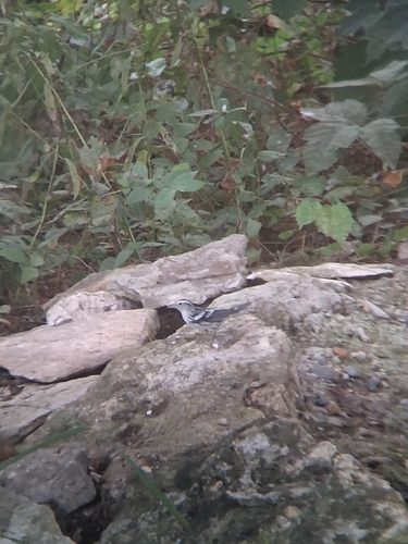 Black-and-white Warbler