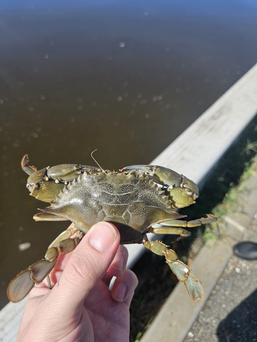 Atlantic Blue Crab
