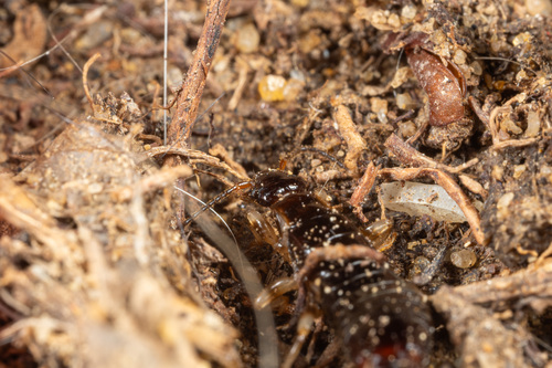 Ring-legged Earwig