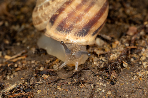 Chocolate-band Snail