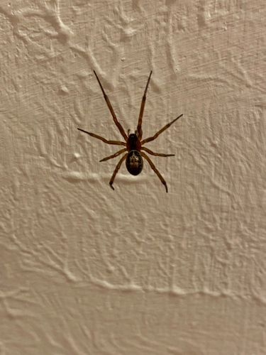Noble False Widow
