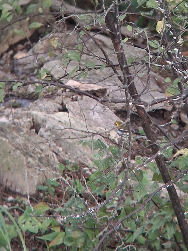 Black-throated Green Warbler