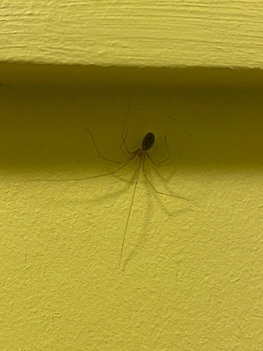 Long-bodied Cellar Spider