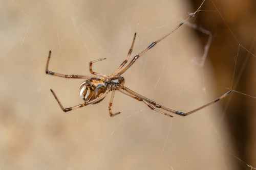 Brown Widow