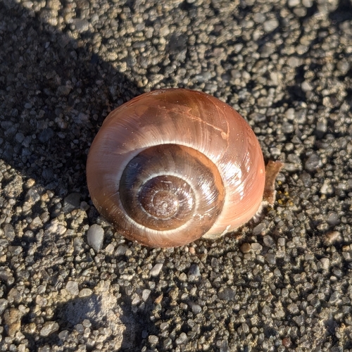 Cepaea