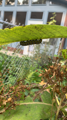 Monarch