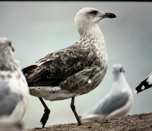 Lesser Black-backed Gull