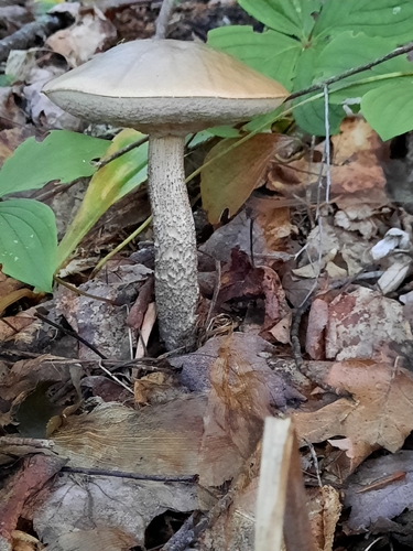 Ghost Bolete