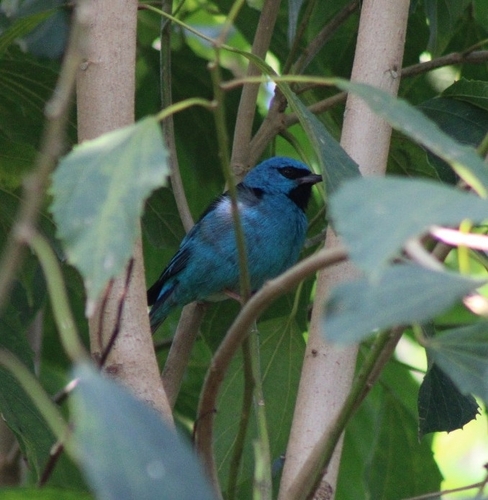 Blue Dacnis