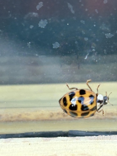 Asian Lady Beetle