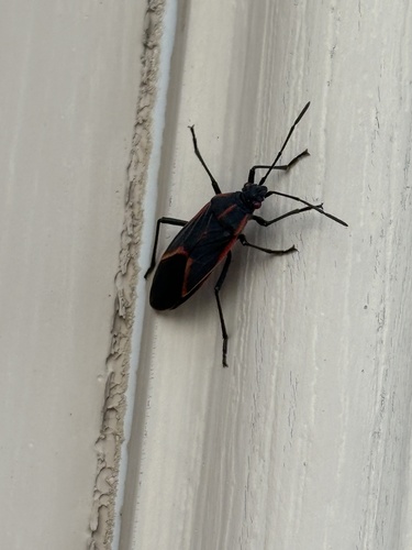 Eastern Boxelder Bug