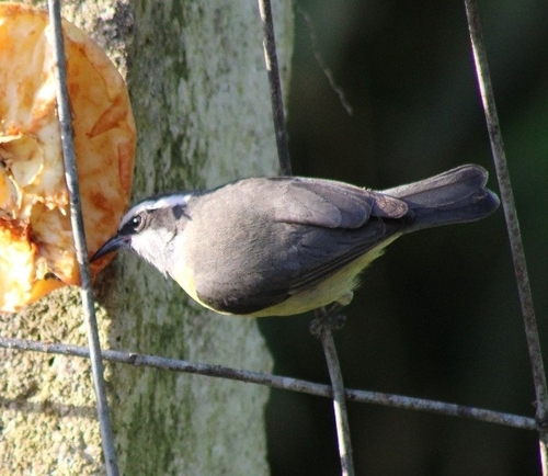 Bananaquit