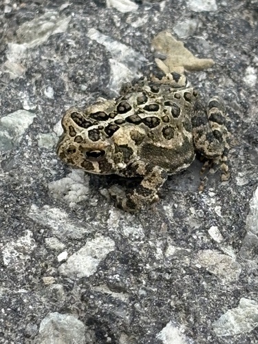 American Toad