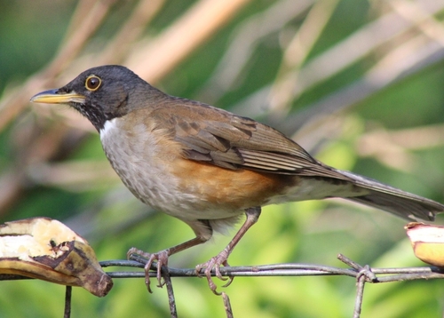 White-necked Thrush