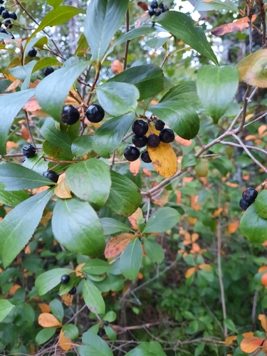 black chokeberry