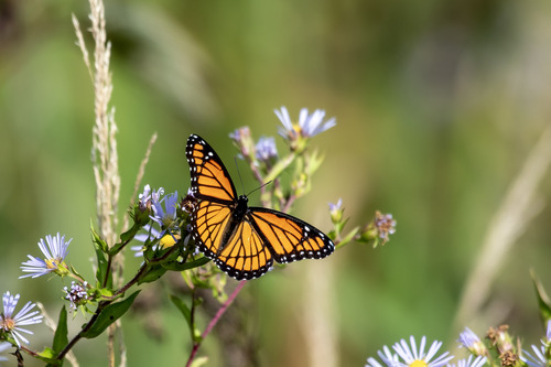 Viceroy