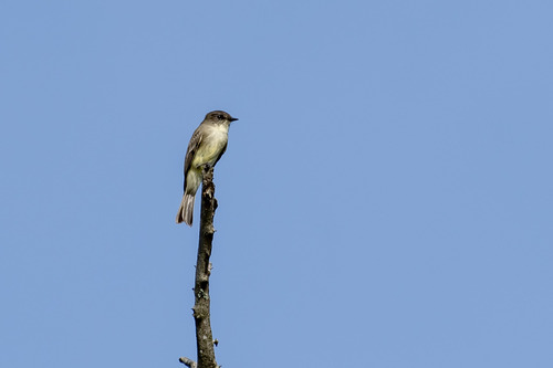 Eastern Phoebe