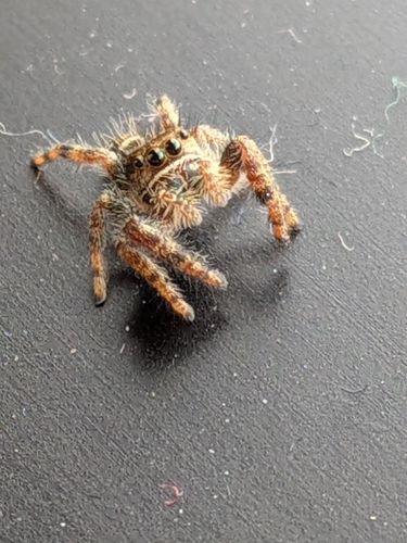 Bold Jumping Spider