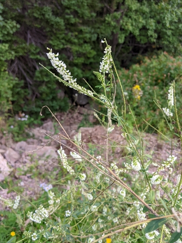 White Sweetclover