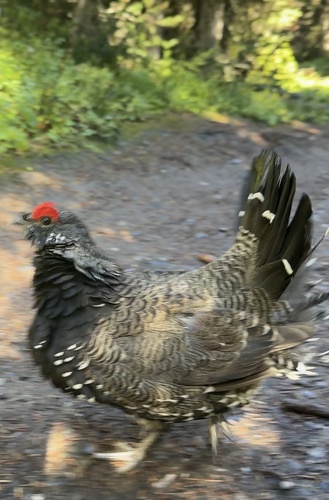 Spruce Grouse