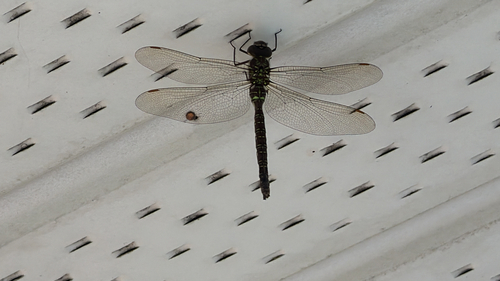 Shadow Darner