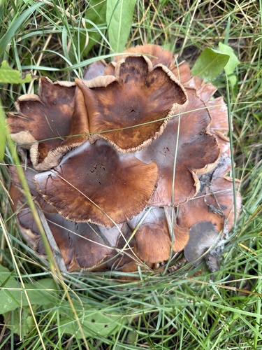 Armillaria solidipes