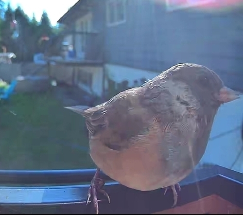 Dark-eyed Junco