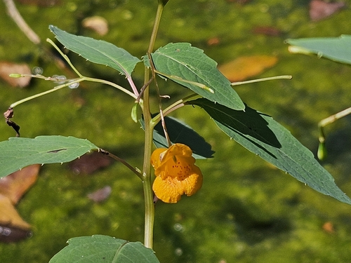common jewelweed