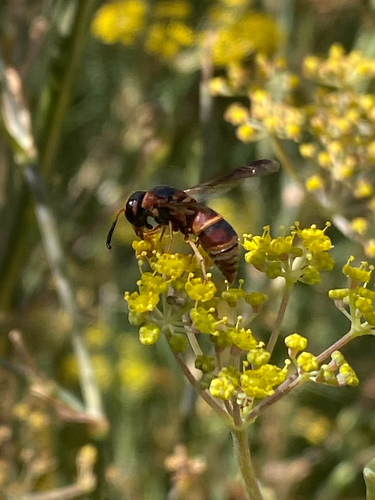 Hidalgo Mason Wasp