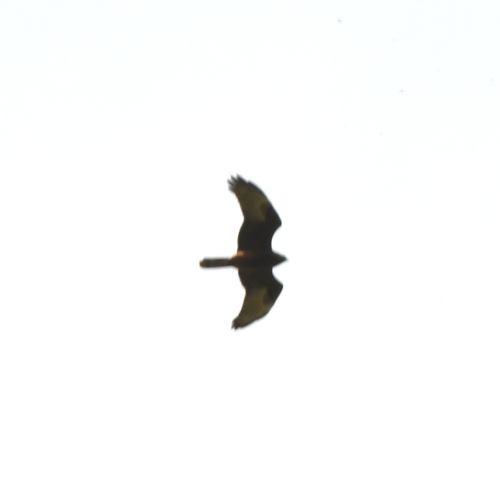Swamp Harrier
