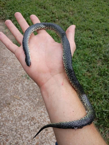 Speckled Kingsnake