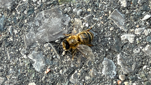 Western Honey Bee