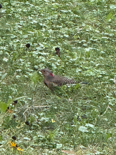 Northern Flicker