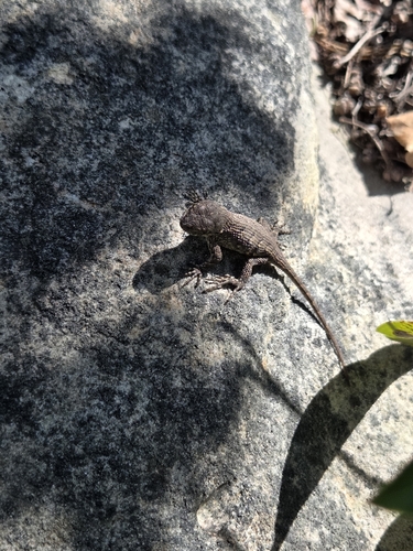 Eastern Fence Lizard