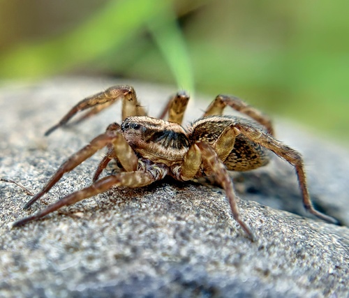 Rustic Wolf Spider
