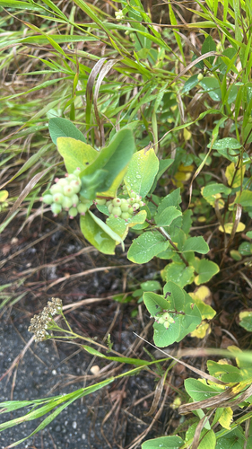 Western Snowberry