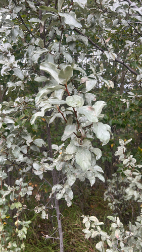 Silverberry