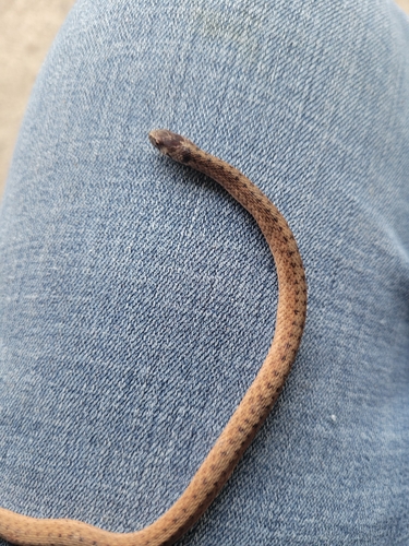 DeKay's Brownsnake