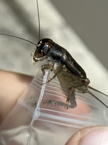 Japanese Burrowing Cricket