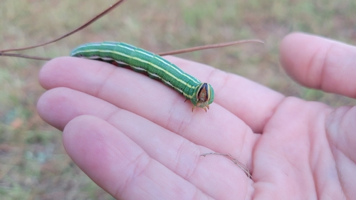 Southern Pine Sphinx