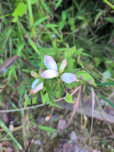 white turtlehead