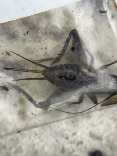 Loxoblemmus arietulus