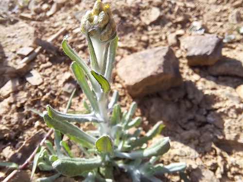 Jersey Cudweed