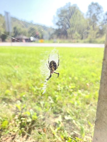 Yellow Garden Spider