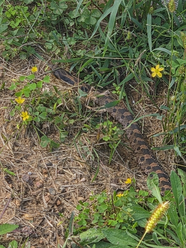 Eastern Hognose Snake